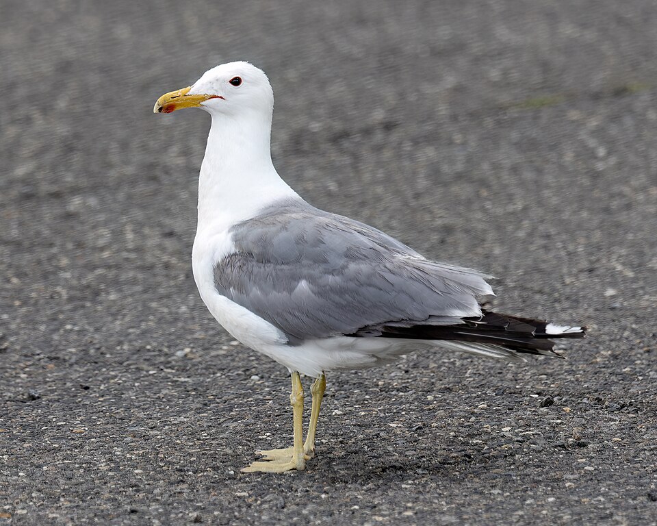 California Gull, the state bird of Utah